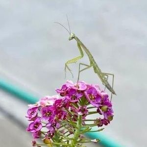 Meet your Posher, Laura ralph